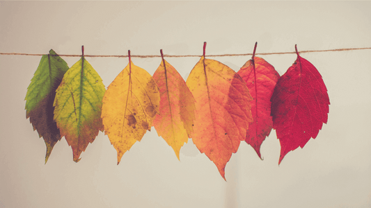 Image of leaves hanging from a string changing colors from green on the left to red on the right.